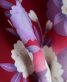 成人式振袖[レトロシンプル][個性派古典]赤に紫の桜と菖蒲[身長166cmまで]No.543